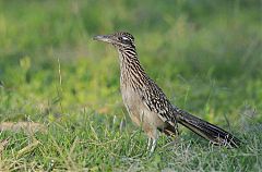 Greater Roadrunner